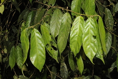 Aporosa bourdillonii